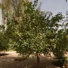 مزرعة صيد ايجار يومي