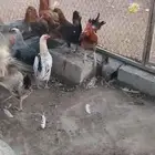 دجاج بلدي بياض