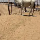 القحه كفو