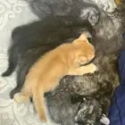 قطط سكوتش فلود للبيع