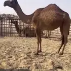 بكره لقيه شعلا