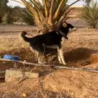 جرو هاسكي