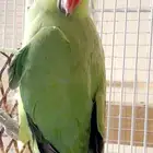 ببغاء دره