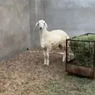 فحل حري ابرص