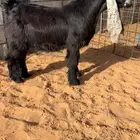 فحل عارضي صنف نادر خصمم تم البيع