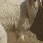مشروع فحل عيسي