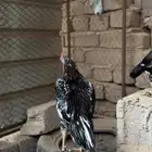 ديك ميوالي بيور