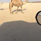 عشراء شعلا كفوو