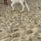 جفرر خصمم مشروع فحل