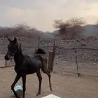 مهره شعبيه فاخره