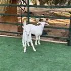 عنز متبع بجفرة وتيس