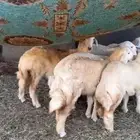 النوع رخال العدد 7 بفحلها