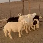 البيع