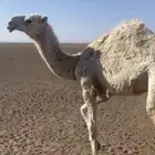 بكره رمانيه مفروده