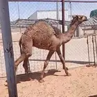 تم البيع حاشي قعود عمره 6 شهور تم بيعه