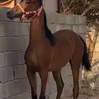 مهره