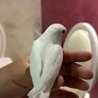 روز اليف جدا  هدد نشبه مناسب للاطفال