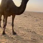 لقحه كفوو ملاقي ولقحه على بعير كفو ولد حاكمان الفصام