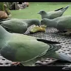 رهط قمري اخضر للبيع