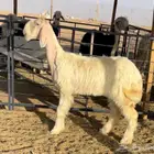 رخل عيسيه خصم