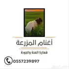 أغنام المزرعة