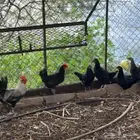 دجاج بياض للبيع