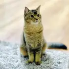قط سكوتش اسكوتلندا