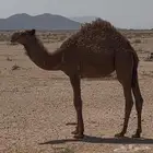 خلفة شقحا معها بكرة صفرا