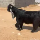 لللبيع تيس عارضي خصممم تمم البيع