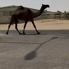 للبيع بكار خوات الكفووو مجاهيم