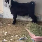 معز مقاني مضاريع شكل وشعره