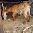عنز عارضيه
