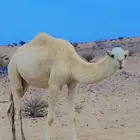 بكره وضحى ضغط غالي لقيه على جميع الشروط