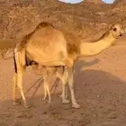 خلفه ثنو
