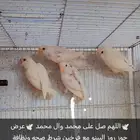 جوز روز البينو مع فرخين