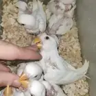 فروخ روز
