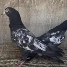 حمام باكستاني