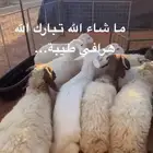 هرافي طيبه
