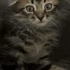 بسه سكوتش تايقر فولد