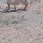 خروف عيسي (الشملي)
