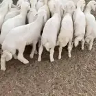 بهم تربيه طليان حري