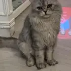قط للتبني