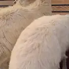 3 طليان حري كفو