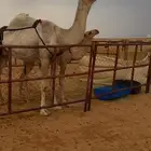 للبيع خلفه