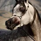 مطلوب سايس خيل الدمام