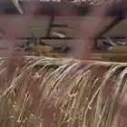 قميري للبيع العدد فوق العشرين