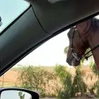 حصان شعبي