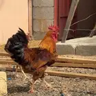 ديك فرنسي