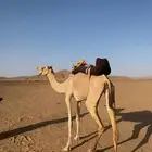 ناقه رحوال