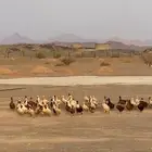 بط بلدي 80 حبه